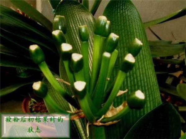 Clivia miniata