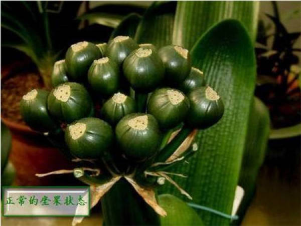 Clivia miniata