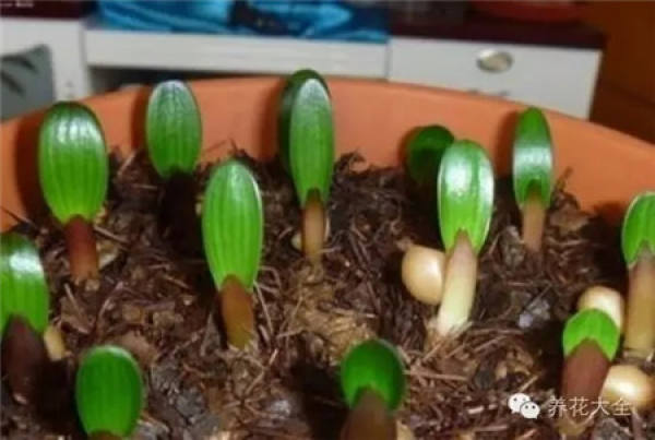 Clivia miniata