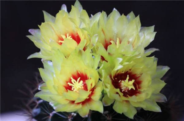 Clivia miniata