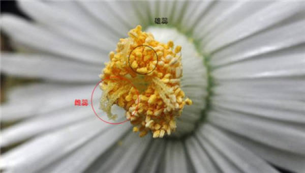 Clivia miniata