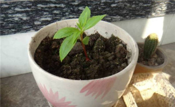 Seeding