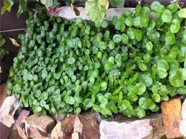 Herba Lysimachiae Christinae