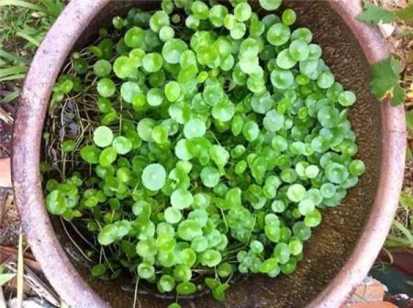 Herba Lysimachiae Christinae