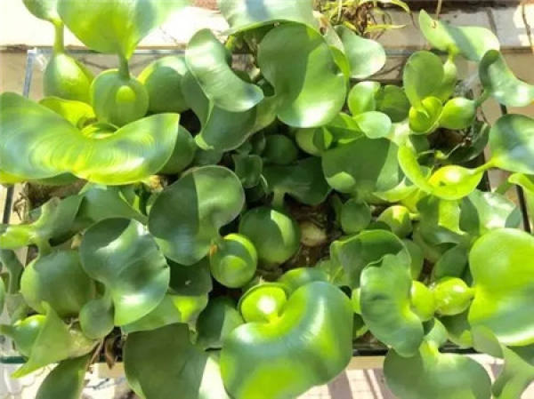 Herba Lysimachiae Christinae