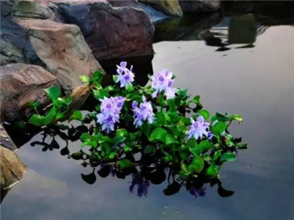 Herba Lysimachiae Christinae