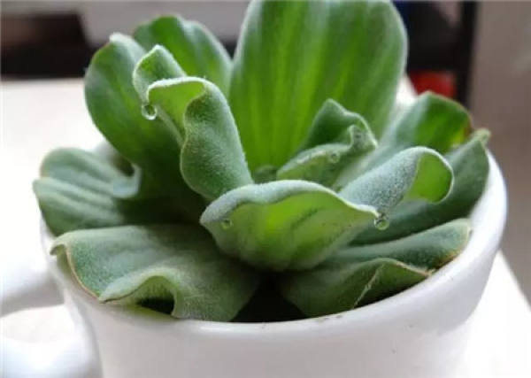 Herba Lysimachiae Christinae