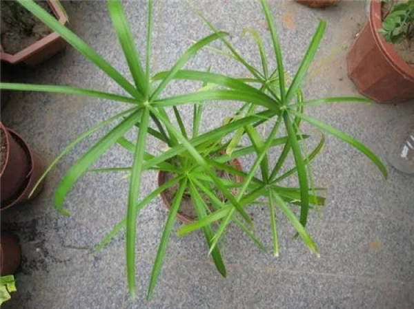 Herba Lysimachiae Christinae