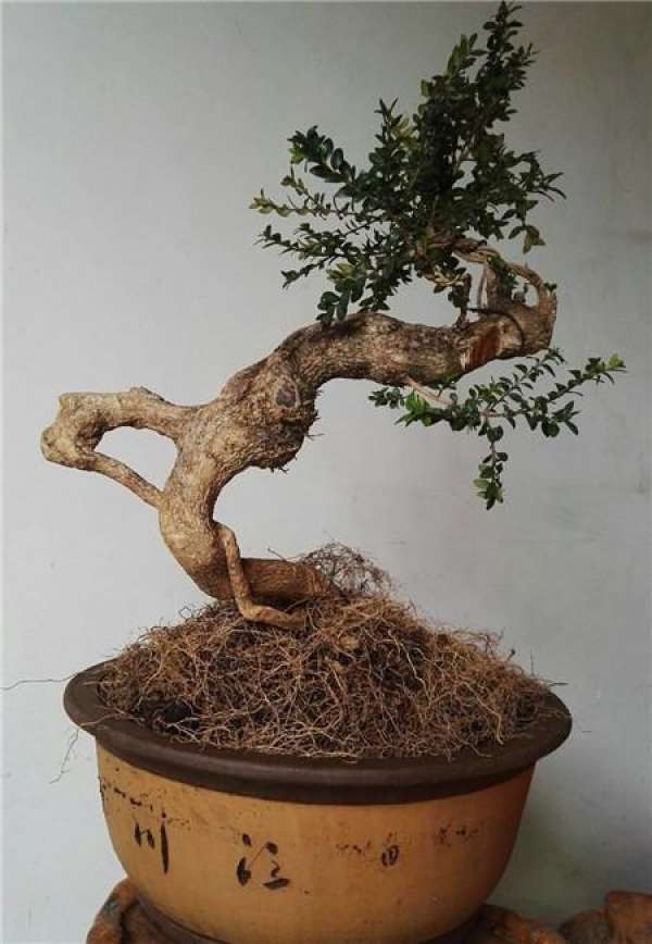 Boxwood