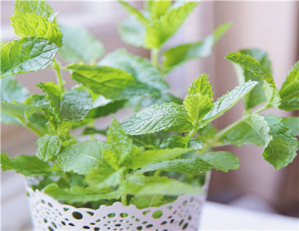 Peppermint