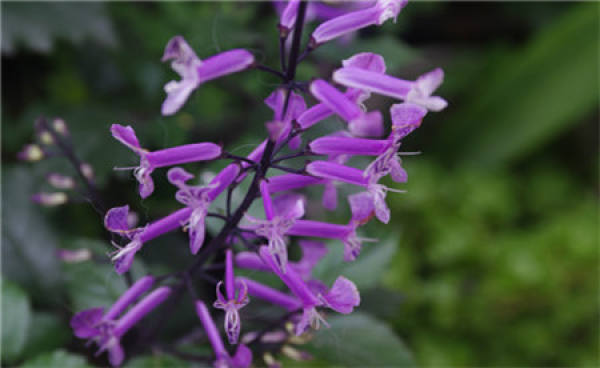 Rabdosia amethystoides