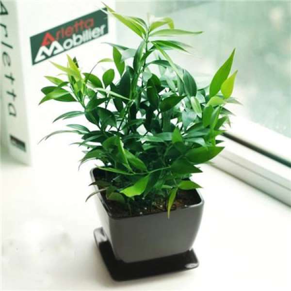 Bamboo Cypress