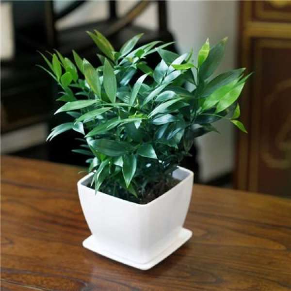 Bamboo Cypress