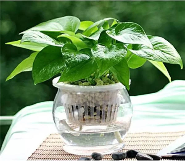 Magnetized water