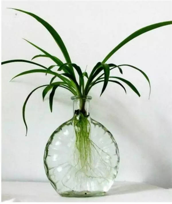 Magnetized water