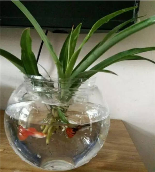Magnetized water