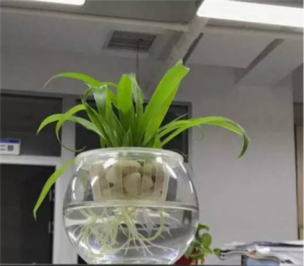 Magnetized water