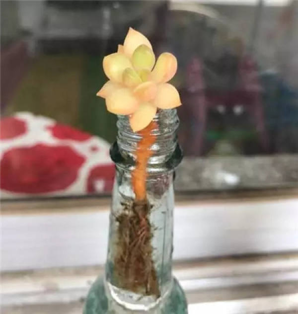 Magnetized water