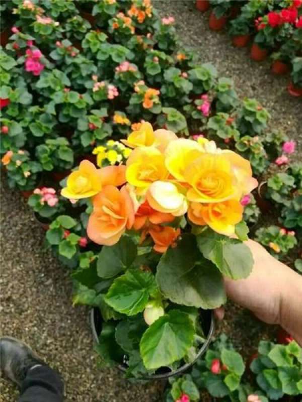 Summer Maintenance of Rieger Begonia