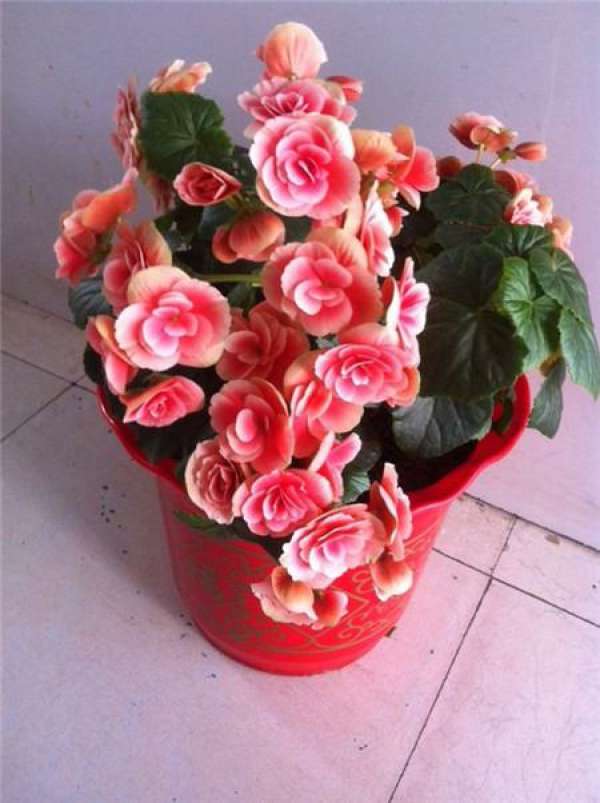 Summer Maintenance of Rieger Begonia