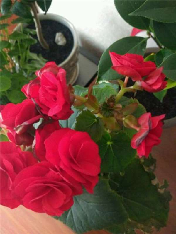 Key points of maintenance of Rieger Begonia in different periods