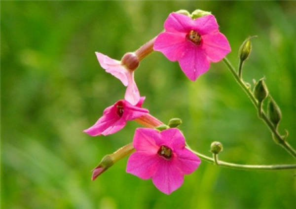The time at which tobacco flowers.