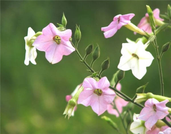 The time at which tobacco flowers.