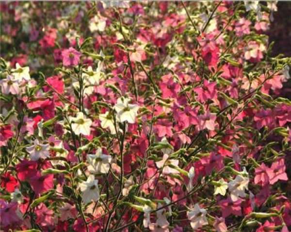 The time at which tobacco flowers.