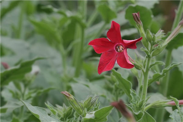 time of flowering tobacco