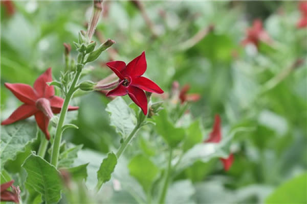 Flower and tobacco blossom appreciation