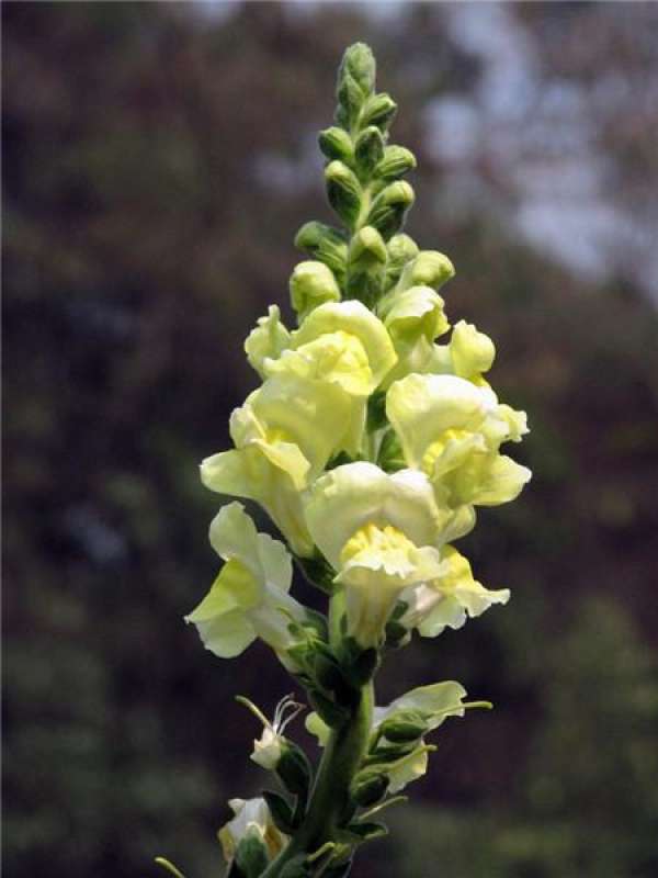 When does goldfish grass bloom The Plant Aide