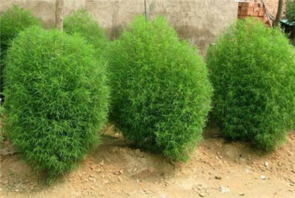 Kochia scoparia