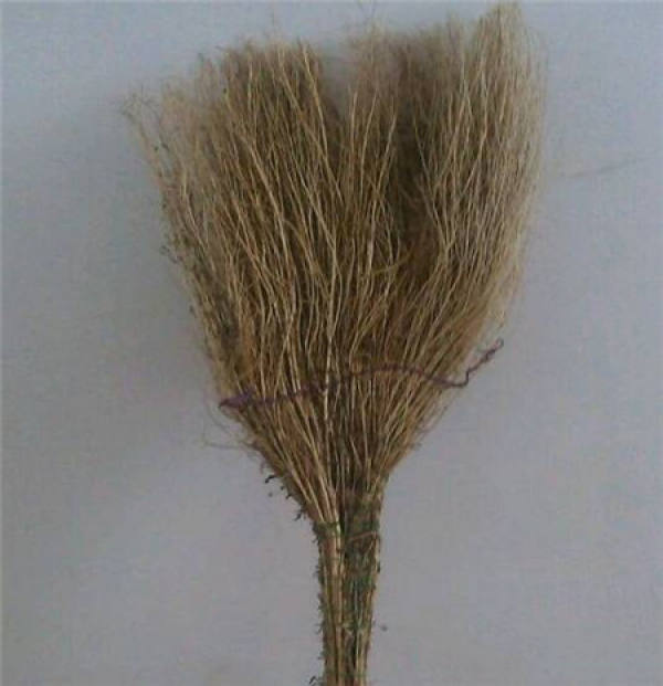 Kochia scoparia
