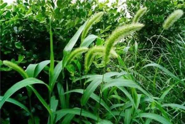 Kochia scoparia
