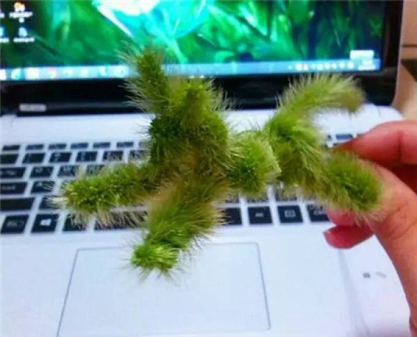 Kochia scoparia