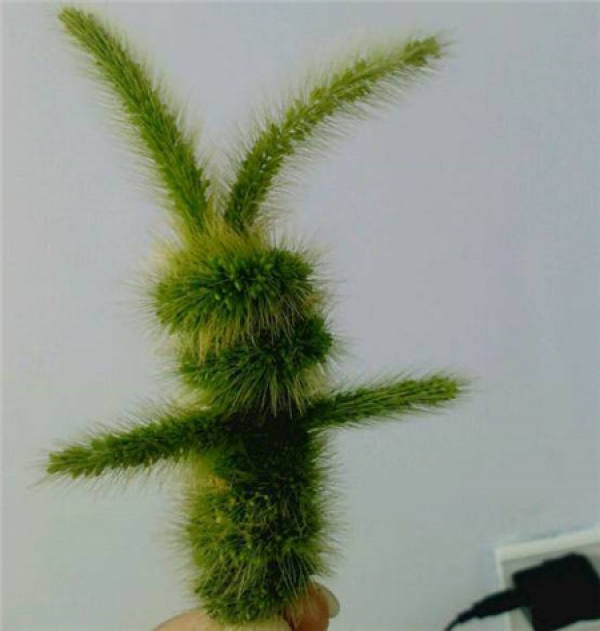 Kochia scoparia