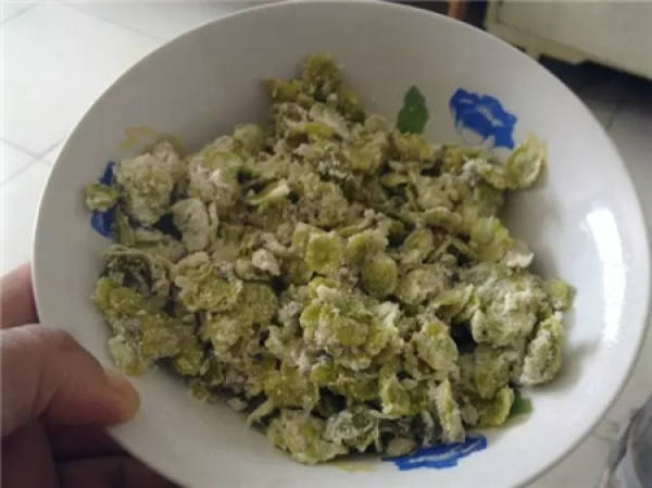 Kochia scoparia