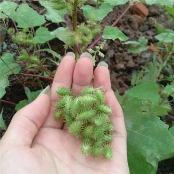 Kochia scoparia