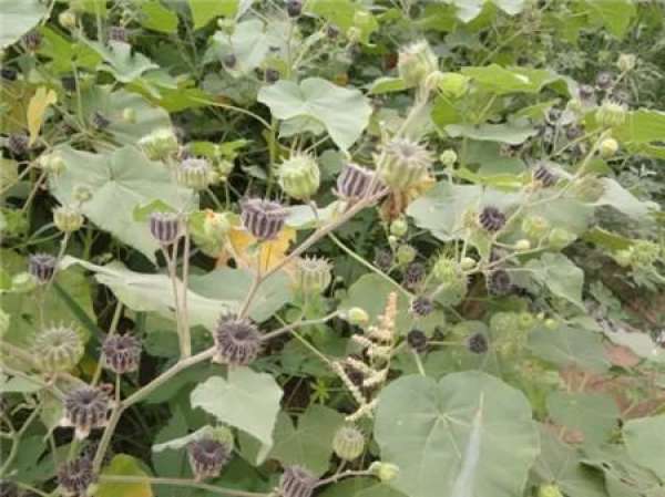 Kochia scoparia