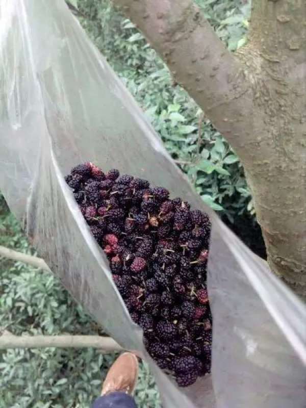 Kochia scoparia