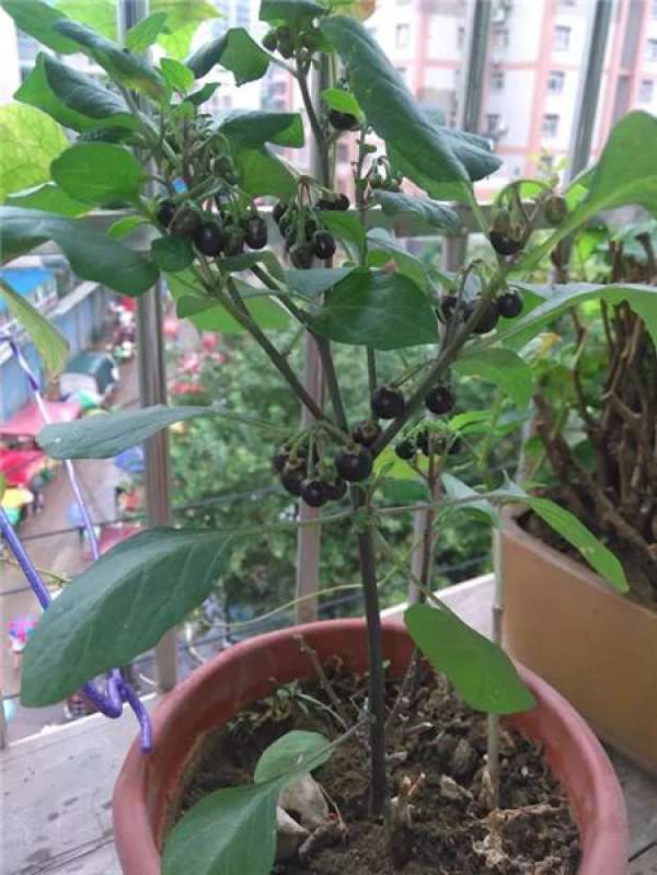 Kochia scoparia