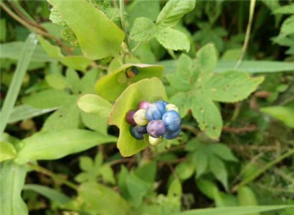 Kochia scoparia