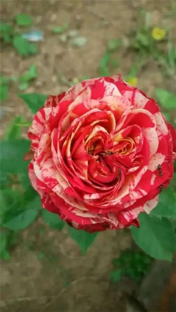 Chinese rose