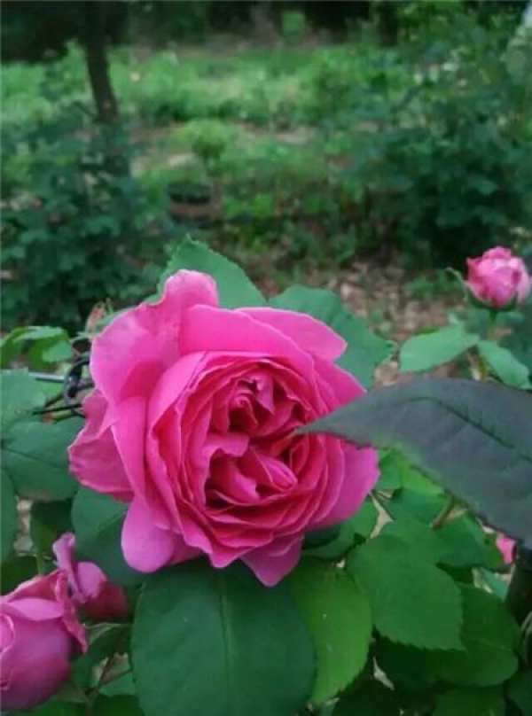 Chinese rose