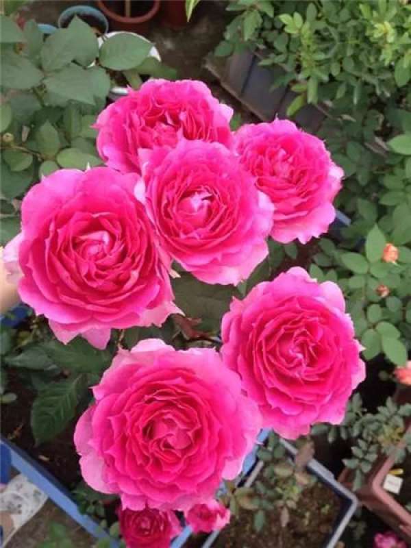 Chinese rose