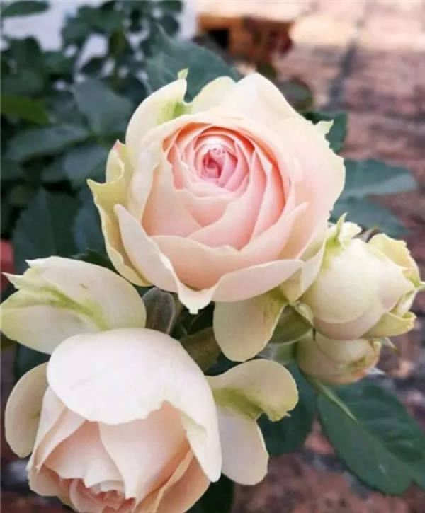 Chinese rose