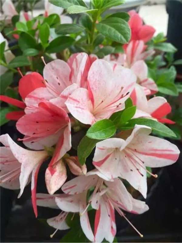 Chinese rose