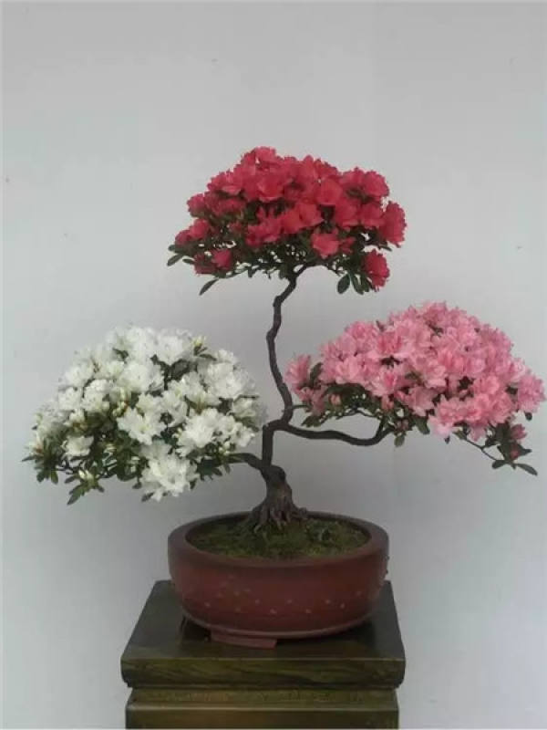 Chinese rose