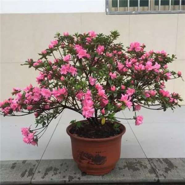 Chinese rose
