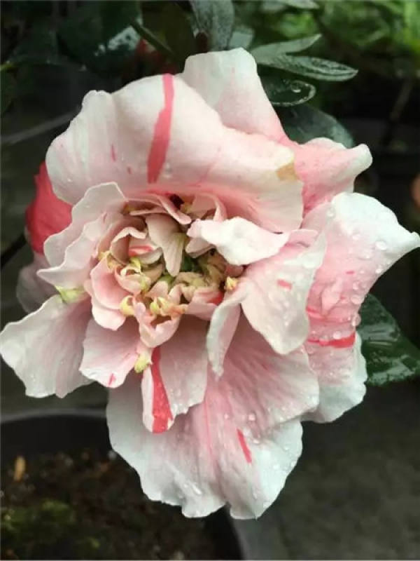 Chinese rose